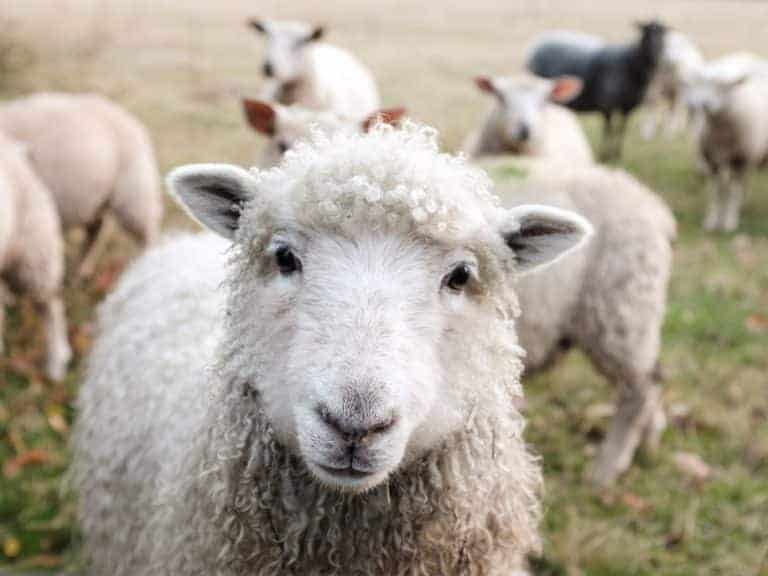 sustainable wool