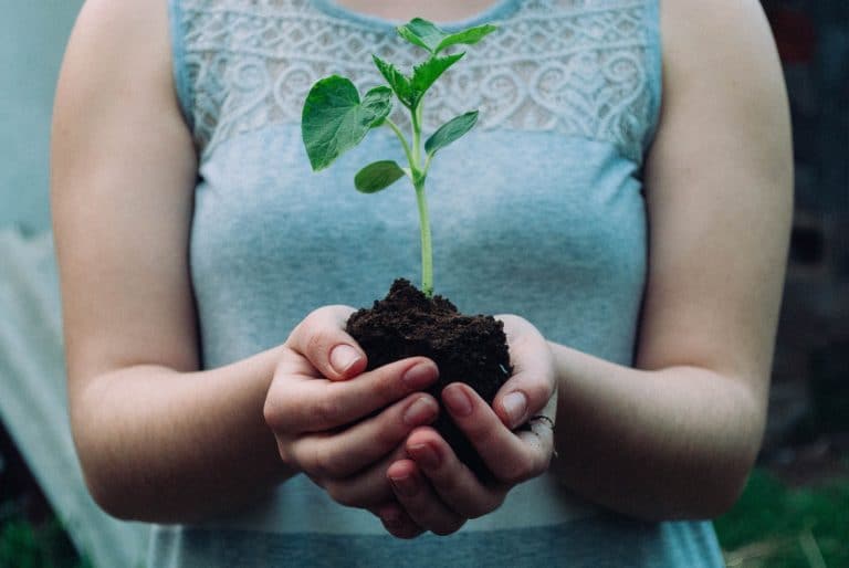 Planting in spring